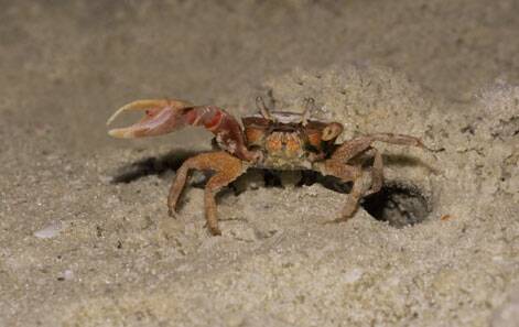 44.5 Fiddler Crab.jpg