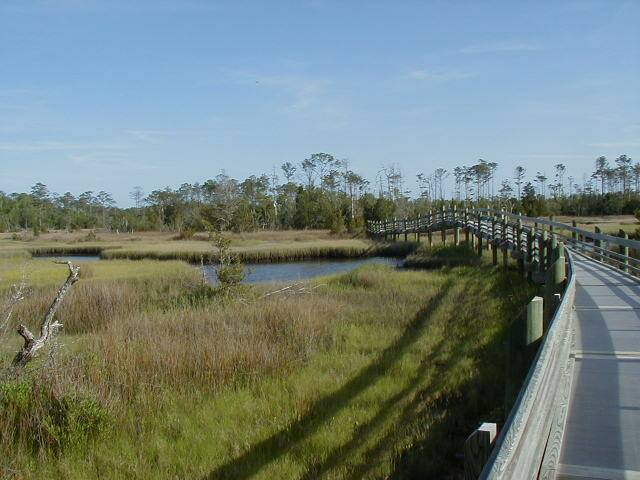 45 Croatan National Forest.jpg