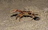 44.5 Fiddler Crab.jpg